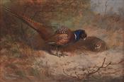 Cock & Hen Pheasant, Archibald Thorburn